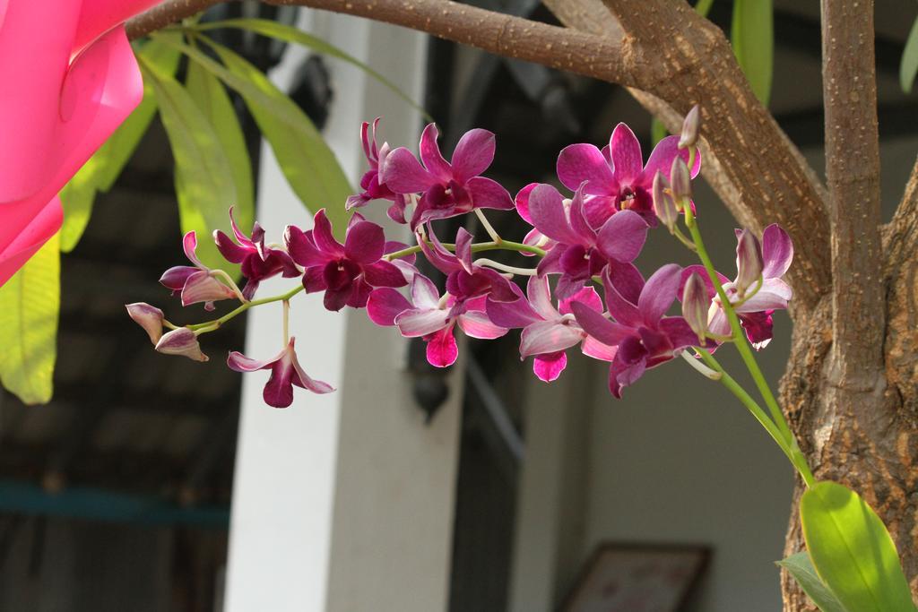 My Parents Guesthouse Kampot Kültér fotó